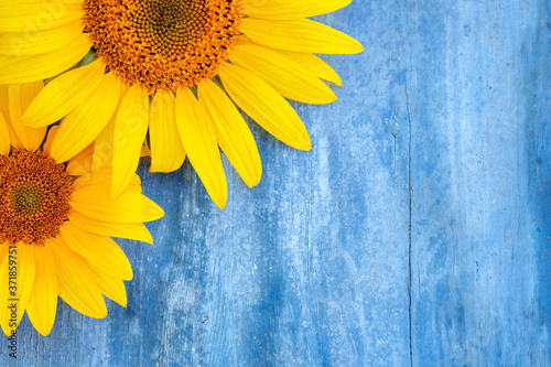 bright sunflower flowers with yellow petals on a wooden background, old wood texture, blue table, layout for design, free space,