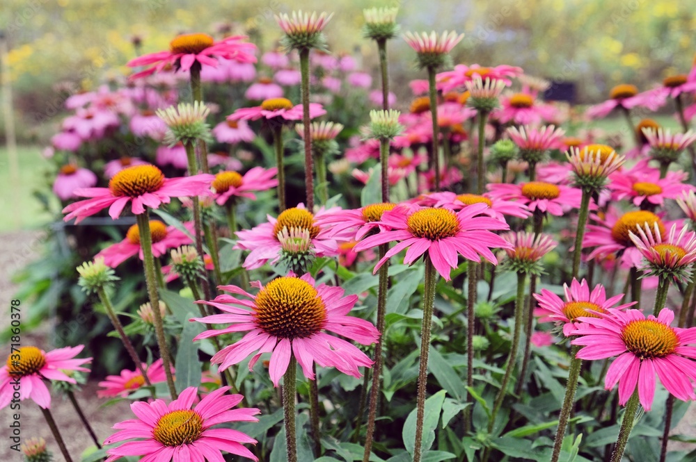 Echinacea purpurea 'Pink Shimmer' coneflower in bloom in the summer months Echinacea purpurea 'Pink Shimmer' coneflower in bloom in the summer months