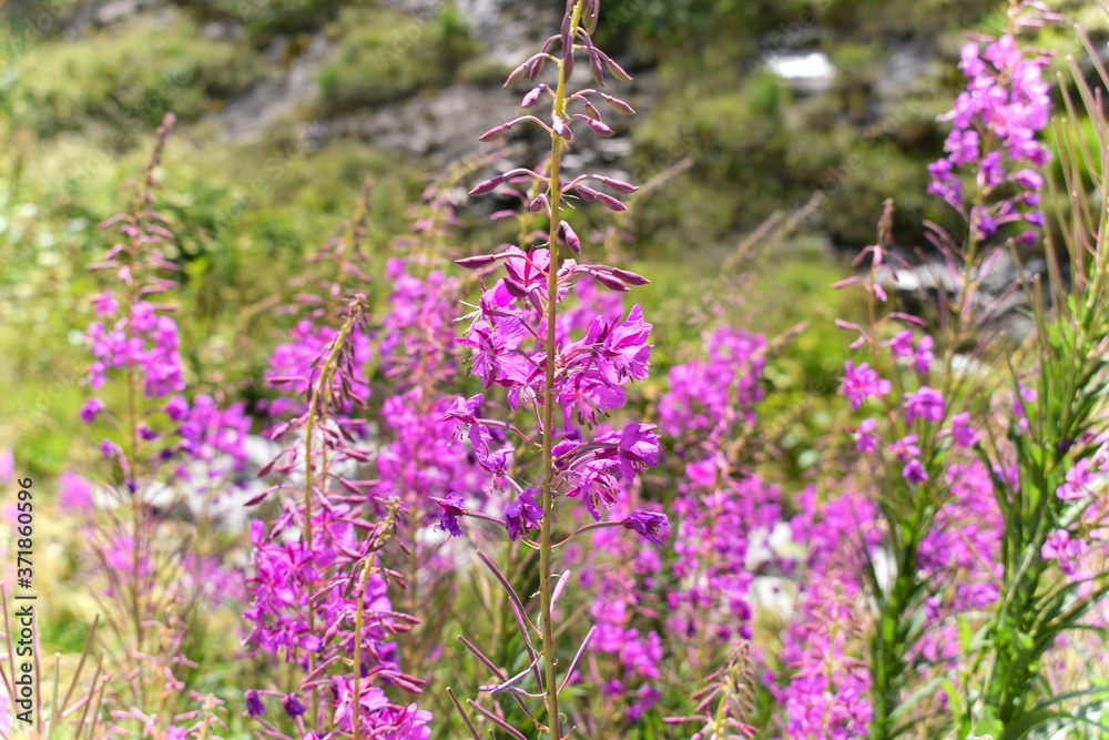 Obraz premium Alpine mountain flowers, Gelmer, Switzerland.