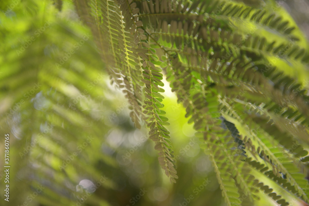 a branch with green leaves a branch with green leaves