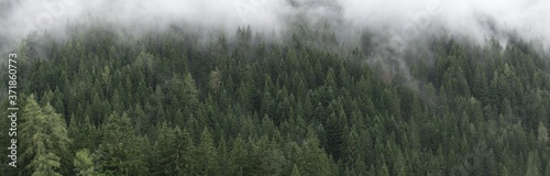 Misty Forest Panorama © Emya Photography
