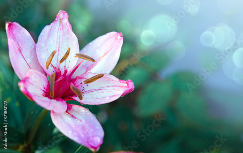 Pink lily shot in beautiful natural light isolated on blur background.