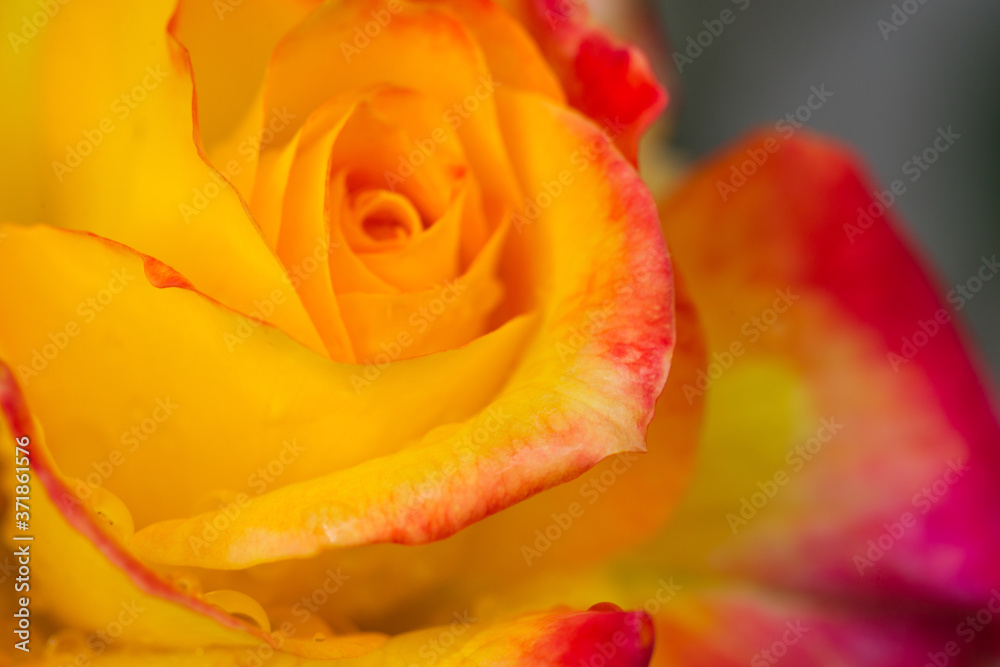 Yellow rose close up with water drops .Birthday card.