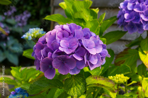 A Mophead Hydrangea macrophylla blossom photo