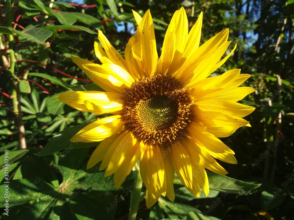 Obraz premium sunflower in the garden