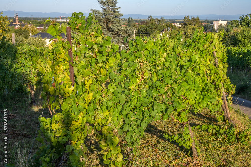 Fototapeta premium Vignoble alsacien