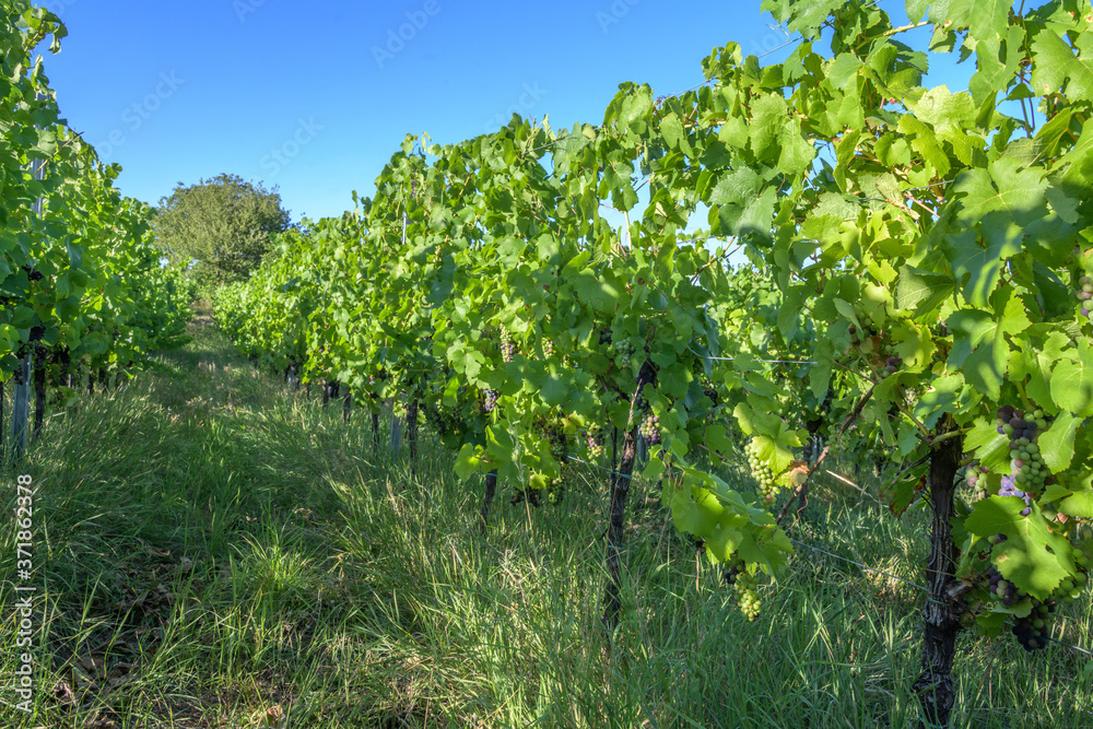 Vignoble alsacien