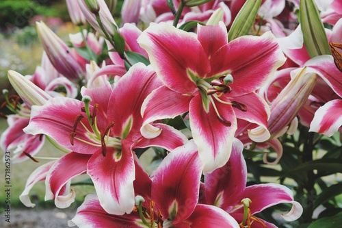'Flashpoint' deep pink and white lily in bloom in the summer months