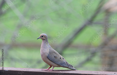 Mourning dove sitting on wooden deck rail