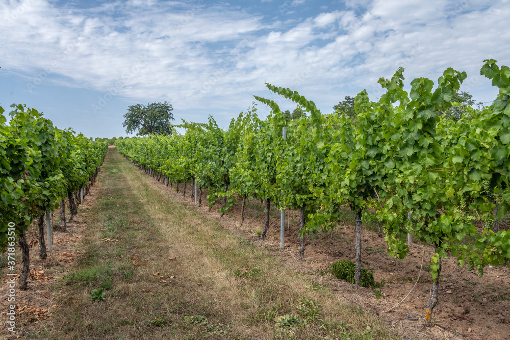 Vignoble alsacien