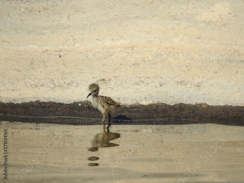 Hawaiian stilt chick