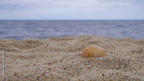 Seashells on Sand on the Beach © Sergey