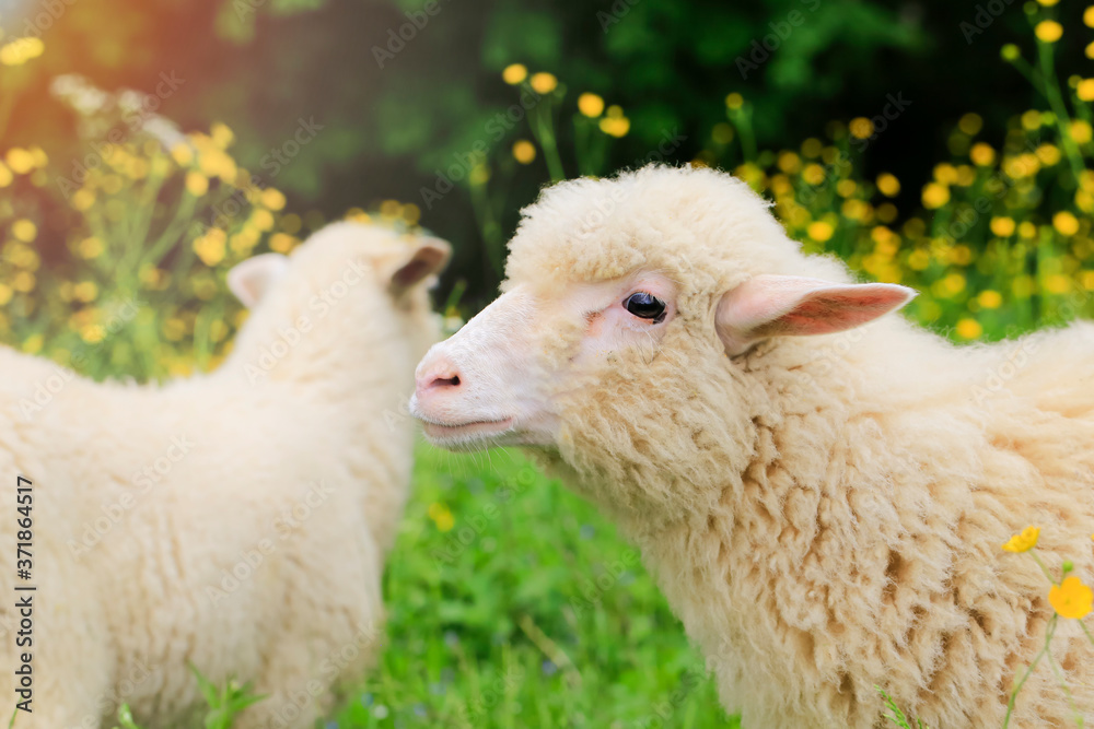 Obraz premium Portrait Sheep , looking into the camera. Around it and there are yellow flowers and green grass