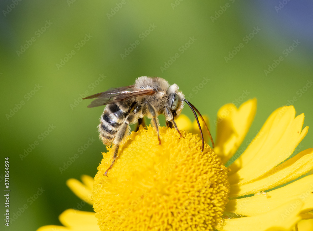 Long-horned Bee, male Melissodes, on a yellow Helenium flower with green background Long-horned Bee, male Melissodes, on a yellow Helenium flower with green background