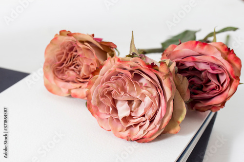 Foto Red rose lies on an open English notebook