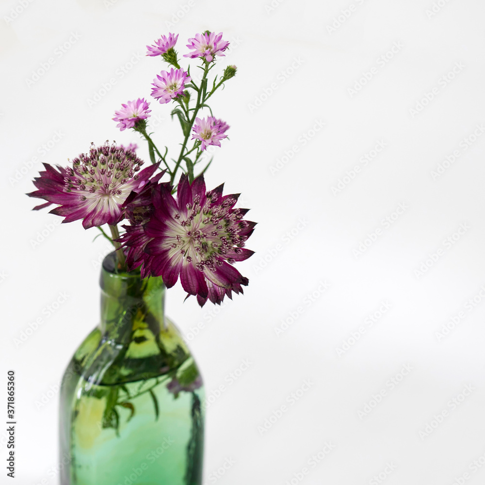 Fototapeta premium Bouquet of purple astrantia in a small bottle