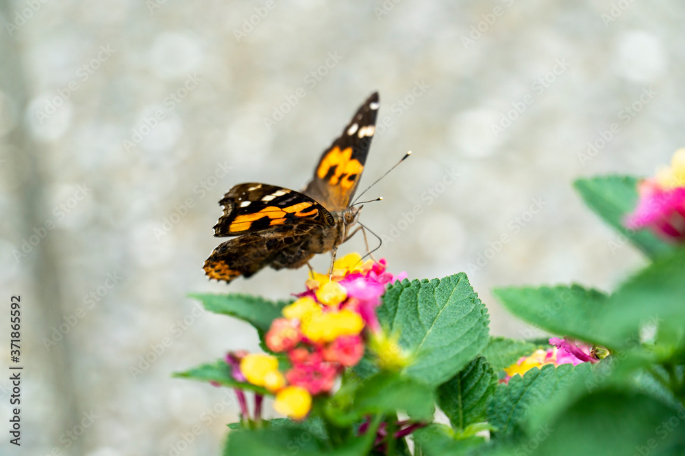 アカタテハとランタナの花 アカタテハとランタナの花