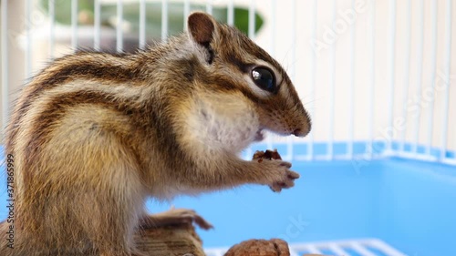 Cute Siberian chipmunk holding in hands and eats walnut in a cage at home. Animal and pet concept. Close up, selective focus photo