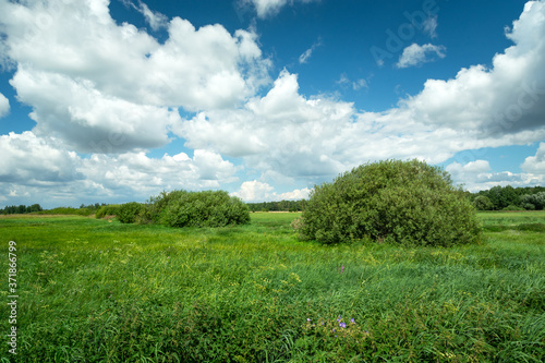 Shrubs on a green meadow and white clouds on the blue sky