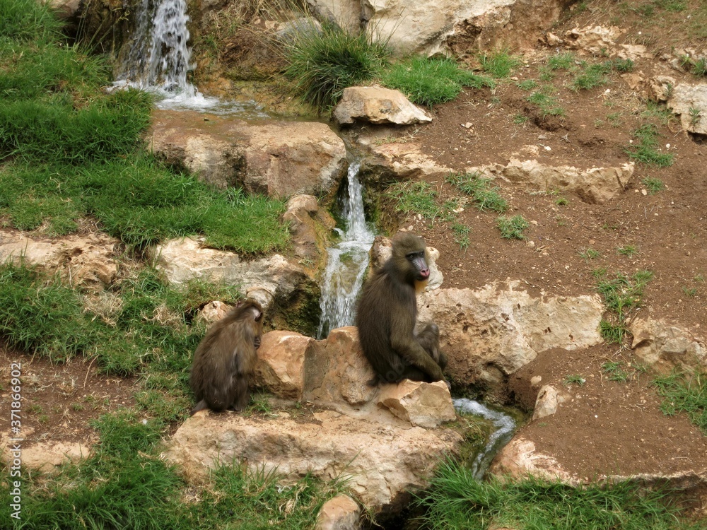Fototapeta premium Monkeys near a stream