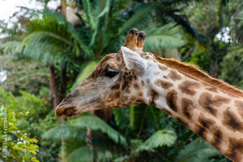 Cabeça e parte do pescoço da girafa © Pedro
