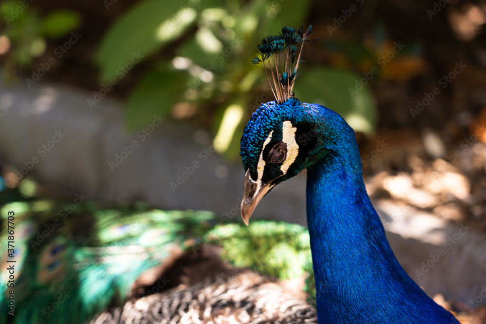 Fototapeta premium peacock in the park
