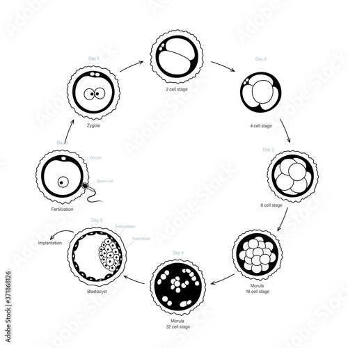 Human fertility concept