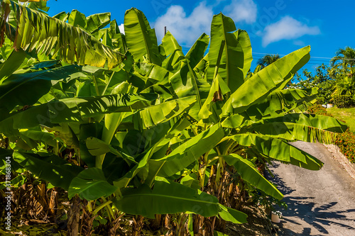 Banana trees flourish beside the road on  the Atlantic coast of Barbados