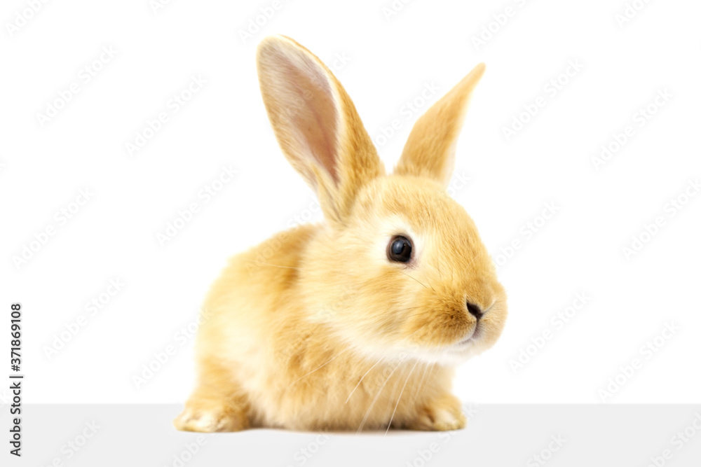 A  fluffy ginger rabbit looks at a signboard. Isolated on white background. Easter Bunny.