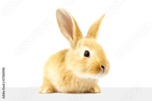 A fluffy ginger rabbit looks at a signboard. Isolated on white background. Easter Bunny.