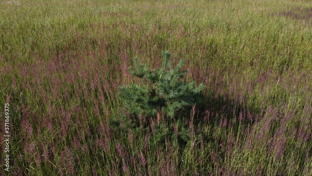 Young tree in the field Young tree in the field