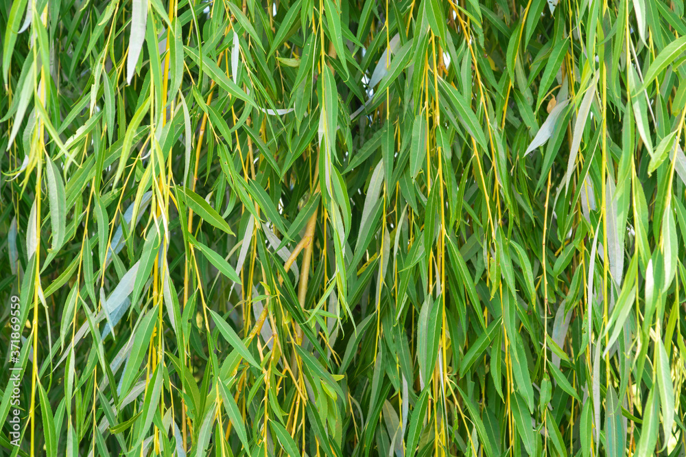 Obraz premium Background of hanging green willow branches can be applied in design