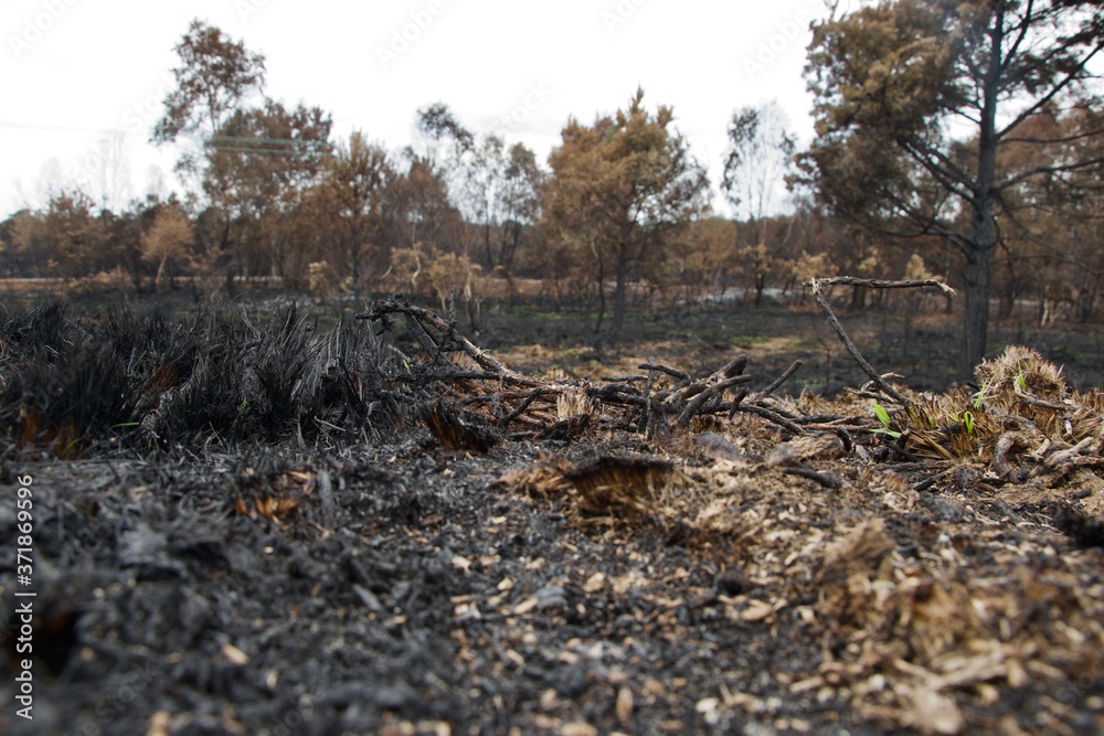 Fototapeta premium Broken branches, ash and tufts of ashy grass after a wild fire