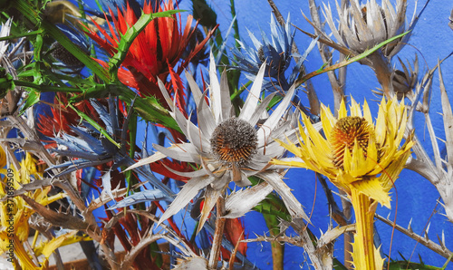 ERYNGIUM LA ROSA DEL VOLCÁN PINTADA DE COLORES photo