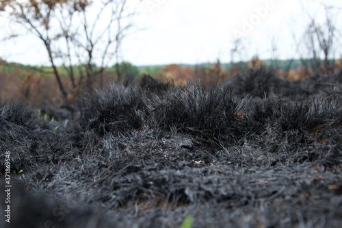 Tufts of burnt black grass after a wild fire