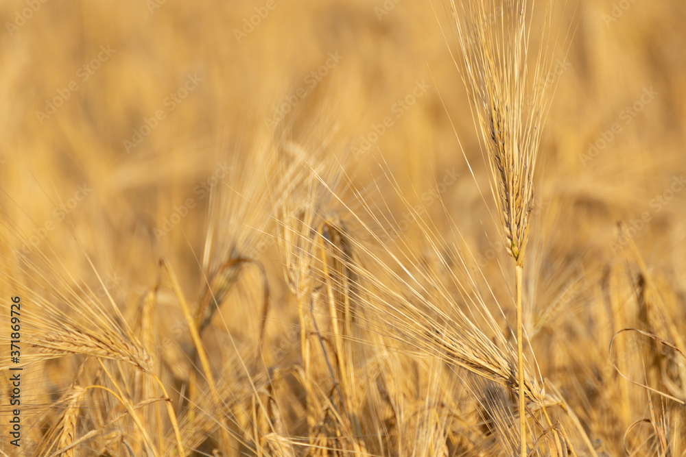 Sunny wheat straw seeds close-up with blurred field background. Agriculture assembly crops summer time macro Sunny wheat straw seeds close-up with blurred field background. Agriculture assembly crops summer time macro