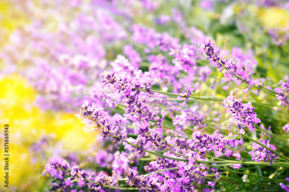 Fototapeta premium Lavender flowers background