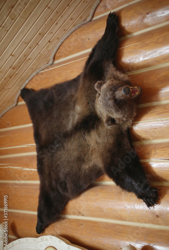 Photography Dead brown bear skin hanging on house wooden wall