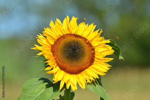 Sunflower bloom with honey bees