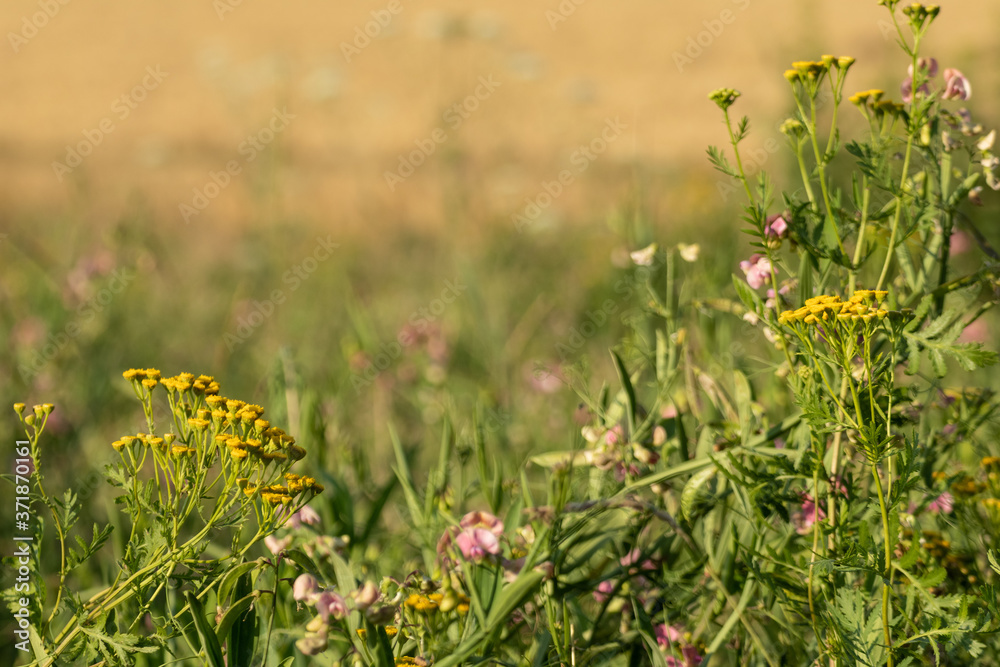 Obraz premium Natural herbal variety with blurred field. Tansy yellow and sweet peas pink flowers in meadow wild greenery on yellow summer background