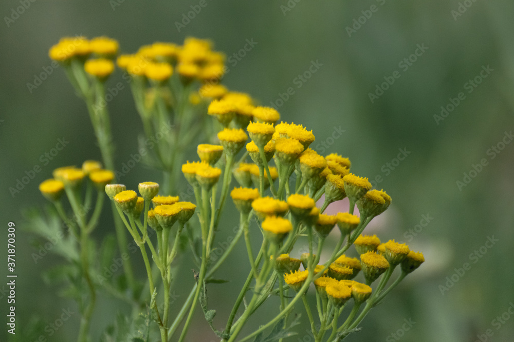 Yellow tansy flowers (Tanacetum vulgare, common tansy, bitter button, cow bitter, golden buttons) on green summer wild field close-up Yellow tansy flowers (Tanacetum vulgare, common tansy, bitter button, cow bitter, golden buttons) on green summer wild field close-up