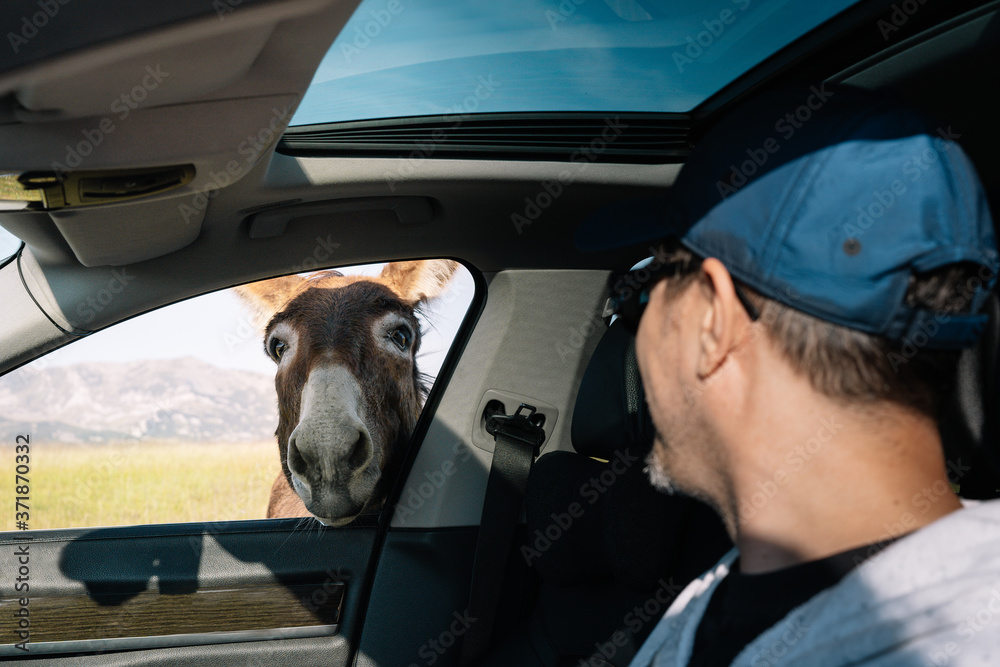 Man in car looking at a donkey