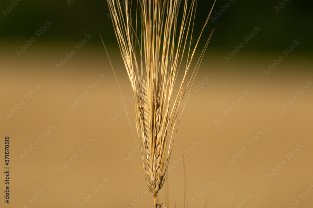 Sunny golden wheat straw close-up with blurred yellow and green background. Agriculture gathering in crops summer macro