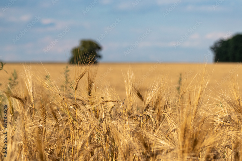 Sunny wheat field close, harvest with nice clouds on blue sky and blurred green trees in distance. Agriculture gathering in crops summer time Sunny wheat field close, harvest with nice clouds on blue sky and blurred green trees in distance. Agriculture gathering in crops summer time