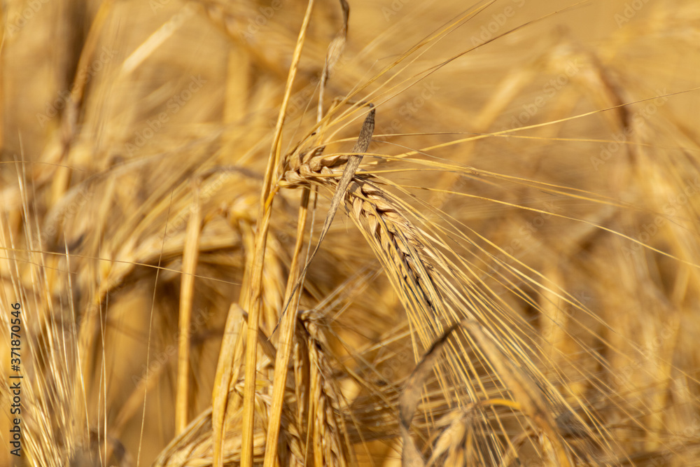Sunny gold wheat straw grain close-up with blurred field background. Agriculture gathering in crops summer macro Sunny gold wheat straw grain close-up with blurred field background. Agriculture gathering in crops summer macro