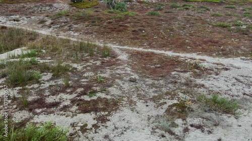 Wallpaper Mural SLOW MOTION SHOT - Rabbit in the dunes on a summer evening. Rabbits outside their nest in search of food. Torontodigital.ca