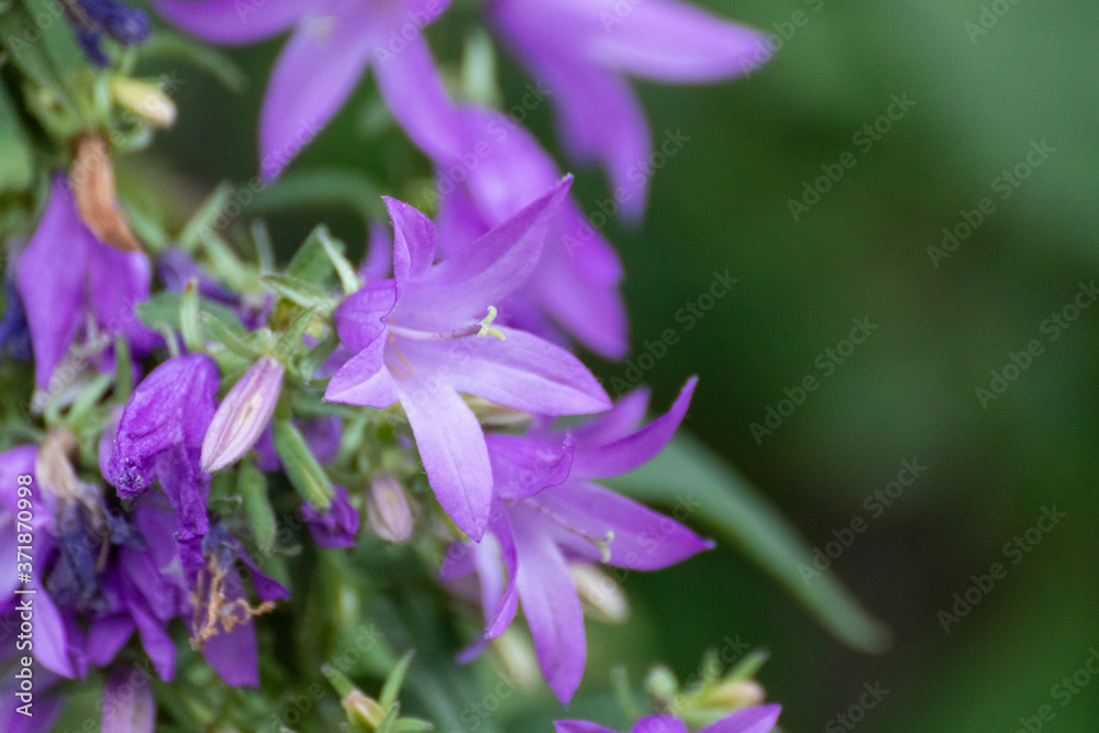 Campanula violet bluebell wild flower close-up with blurred green background. Nature blooming
