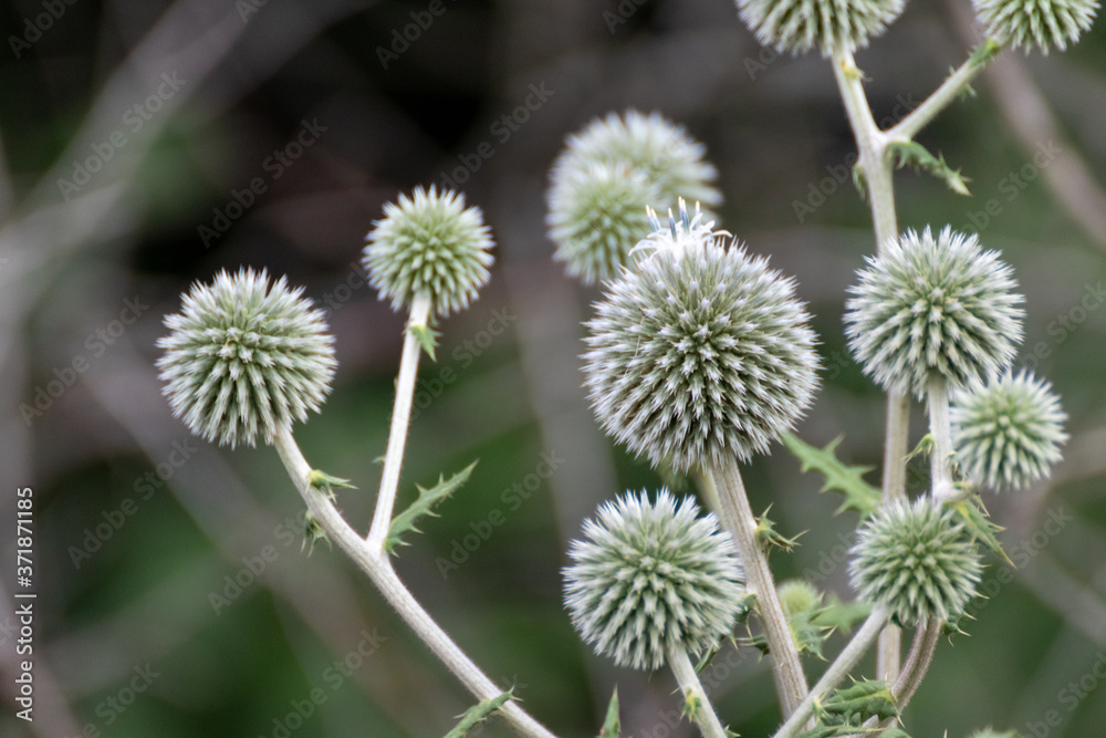 Globe thistle ball-shaped green flowers macro. Echinops ritro wild prickly grass on blurred green lines background Globe thistle ball-shaped green flowers macro. Echinops ritro wild prickly grass on blurred green lines background