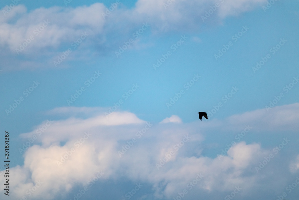 One single black bird silhouette flying hunting in cloudy evening blue sky One single black bird silhouette flying hunting in cloudy evening blue sky