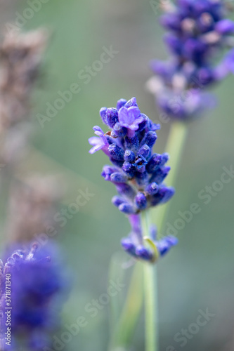 lavender background photo with blurred feature 